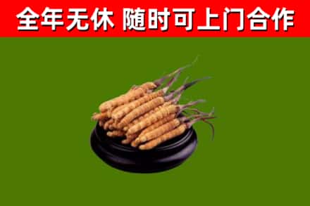 邯郸回收散虫草